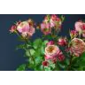 Roses Spray Victorian Classic