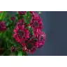 Chrysantemum Stresa Purple