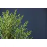 Eucalyptus Parvifolia