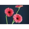 Gerbera Bubblegum