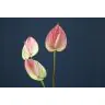 Anthurium Marea