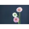 Gerbera Maxime