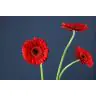 Gerbera Dynamic