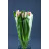 Tulip Neglige