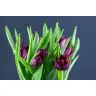 Tulip Palmyra