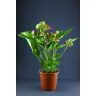 Anthurium Summer Love