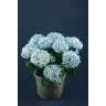 Hortenzija zila p23 (Hydrangea)