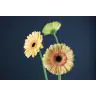 Gerbera Cafe Del Mar