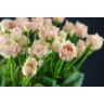 Roses Spray Sweet 4 Tune