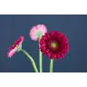 Gerbera Cranberry