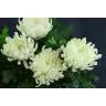Chrysantemum 1H Antonov