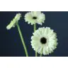 Gerbera White House