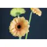 Gerbera Alliance