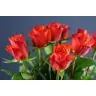 Roses Devoted