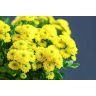 Chrysantemum Santini Ilias Sunny