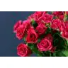 Roses Spray Quincy