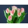 Tulip Sweet Simone