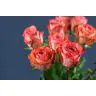 Roses Americano