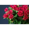 Roses Spray Quincy