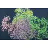 Gypsophilia Rainbow Painted