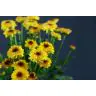 Chrysantemum Abbey Yellow