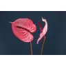 Anthurium Candy