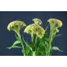 Celosia Haute Couture