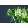 Alstromeria Zeppelin
