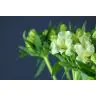 Alstromeria Zeppelin