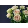 Roses Victoria Bride