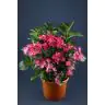 Hydrangea
