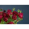 Roses Spray Party Trendsetter