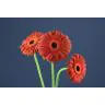 Gerbera Hennessy