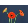 Gerbera Mojo
