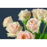Roses Candice