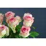 Roses Sugar Bomb