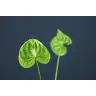 Anthurium Mini Grand Slam