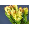 Leucadendron Goldstrike