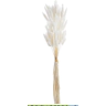 Decorative lagurus , 120CAN001_MIX