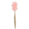 Decorative lagurus , 120CAN001_MIX