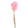 Decorative lagurus , 120CAN001_MIX