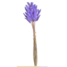 Decorative lagurus , 120CAN001_MIX
