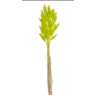 Decorative lagurus , 120CAN001_MIX