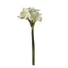 Amarilis, 2FV2251-297
