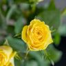 Roses Good times (9PCS|60CM)