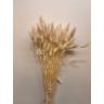 Decorative lagurus, 100gr, lag100bianco