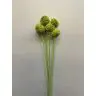 Сушёный Ata fruit, ATAFOS5VBS