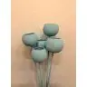 Dried flowers - Bell cup, BCOS5CS