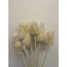 Dried flowers - Cardi Palustri, CP10BIA