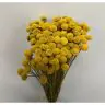 Сухоцветы - Botao, 100gr, BO100GIALLO
